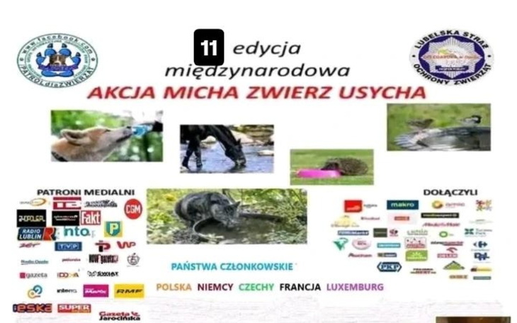 Kocie oczy na zbliżeniu, miękkie futro