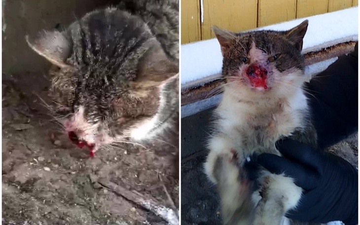 Zraniony kot z krwawiącą twarzą, trzymany przez osobę w rękawiczkach.