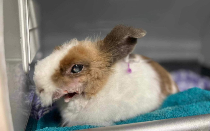 Zbiórka Diuna - zdjęcie główne