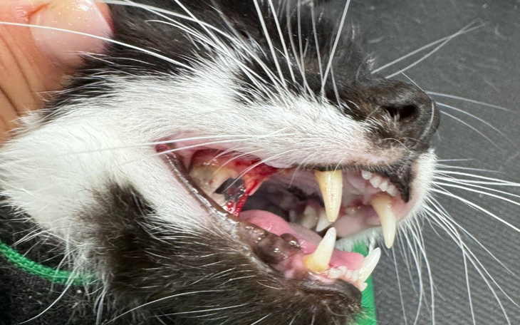 Zbiórka Riko i potworny ból SOS - zdjęcie główne