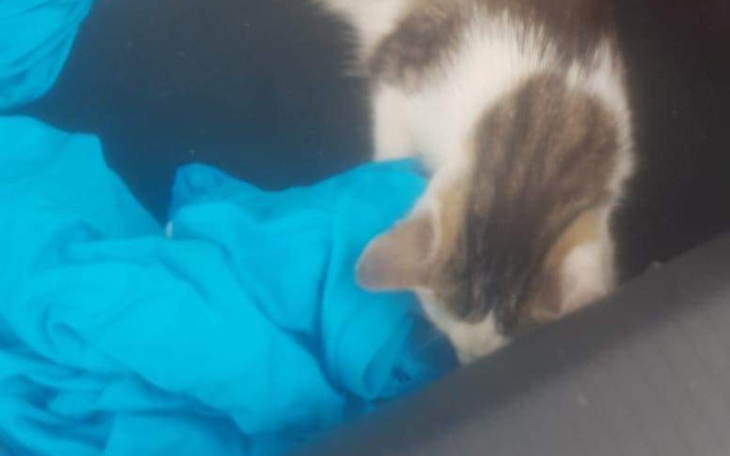 Zbiórka Rozmnażacze/ wypuszczacze - zdjęcie główne