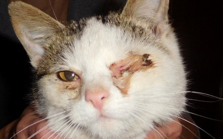 Zbiórka Kot Pirat zbiera na operacje oka - zdjęcie główne