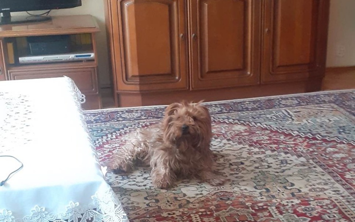 Zbiórka Walczymy o życie Fifi - zdjęcie główne