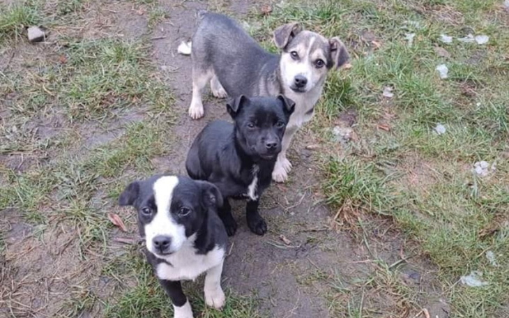 Zbiórka Ratujmy psie dzieci - błagam - zdjęcie główne