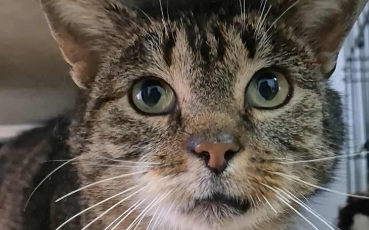 Zbliżenie na twarz kota z wyrazem ciekawości.