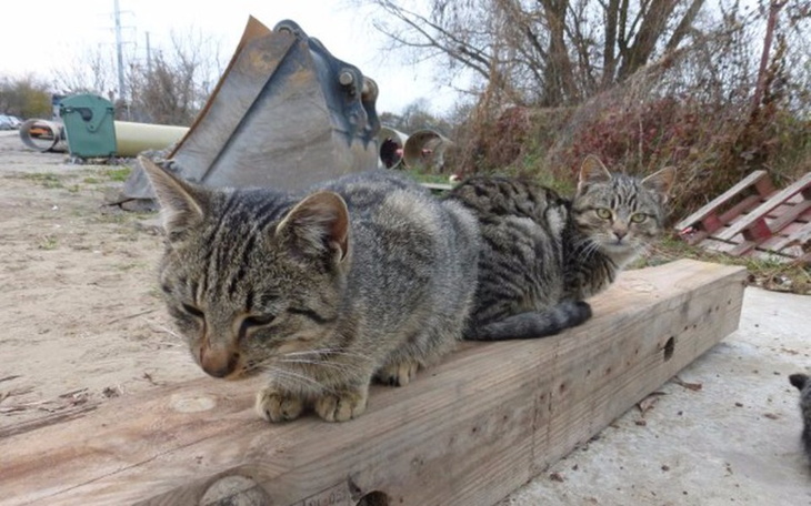 Dwa koty siedzące na drewnianej belce.
