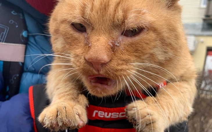 Zbiórka Sponiewierany tułaczką SOS - zdjęcie główne