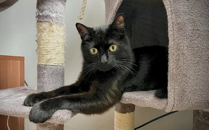 Zbiórka Uratujmy razem Syriusza - zdjęcie główne