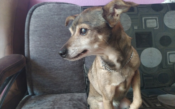 Zbiórka Zbieramy na operację pieska. - zdjęcie główne