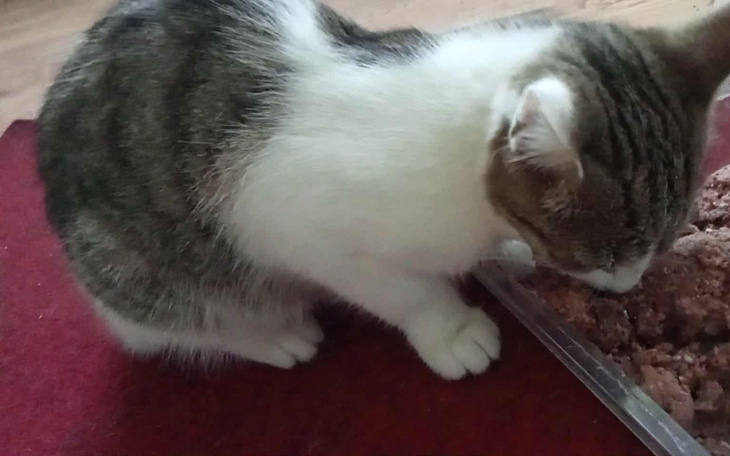 Kotek w trakcie jedzenia, z zainteresowaniem pochylony nad miską.