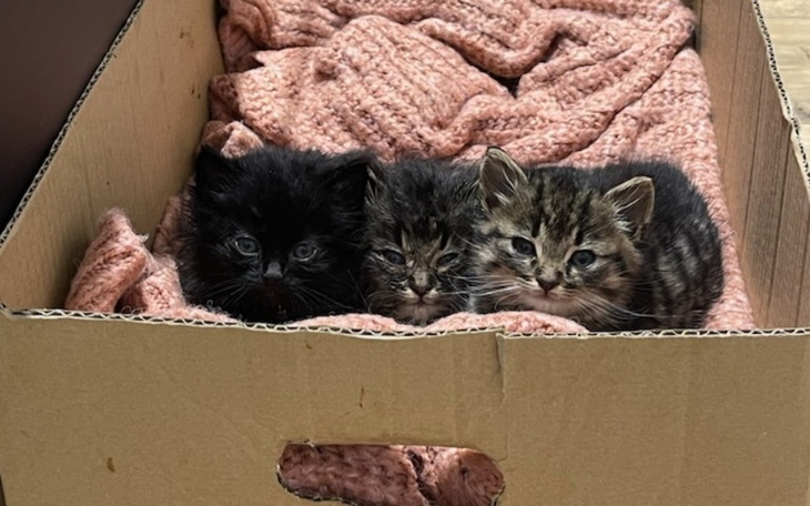 Zbiórka Na jedzonko dla kociaków - zdjęcie główne