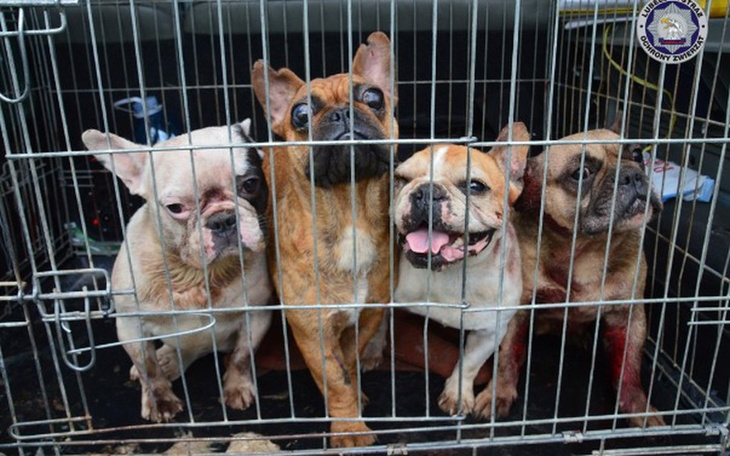 Zbiórka Na ratunek psom z pseudohodowli - zdjęcie główne