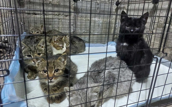 Zbiórka Koty wyrzucone w lesie - zdjęcie główne