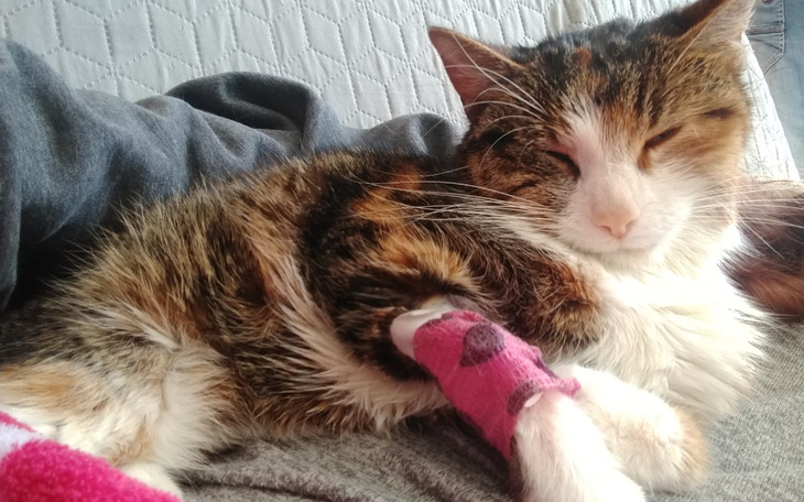 Zbiórka Misia walczy z FIP - zdjęcie główne