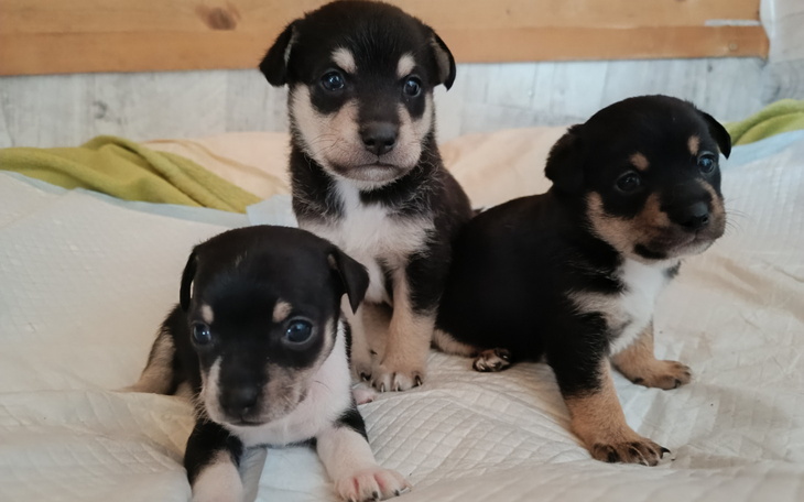 Trzy szczeniaki siedzące na białym kocu.