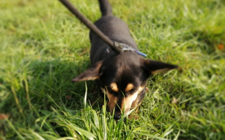 Zbiórka Schronisko zwierzęce - zdjęcie główne