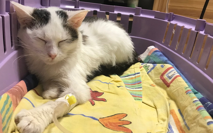 Kot śpiący w transporterze, z kroplówką na łapie.