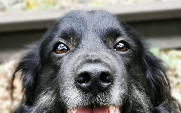 Zbiórka Operacja psa Kajtka - zdjęcie główne