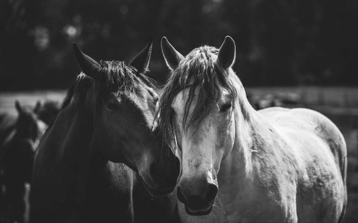 Dwa konie blisko siebie, w czarno-białym ujęciu.