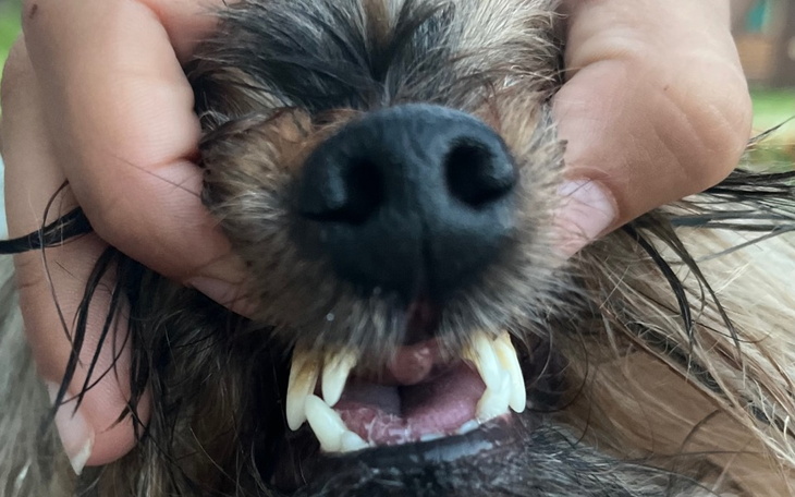 Zbiórka Pomóż Tofikowi w Leczeniu Zębów - zdjęcie główne