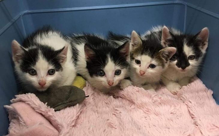 Zbiórka Kociaki proszą o pomoc - zdjęcie główne