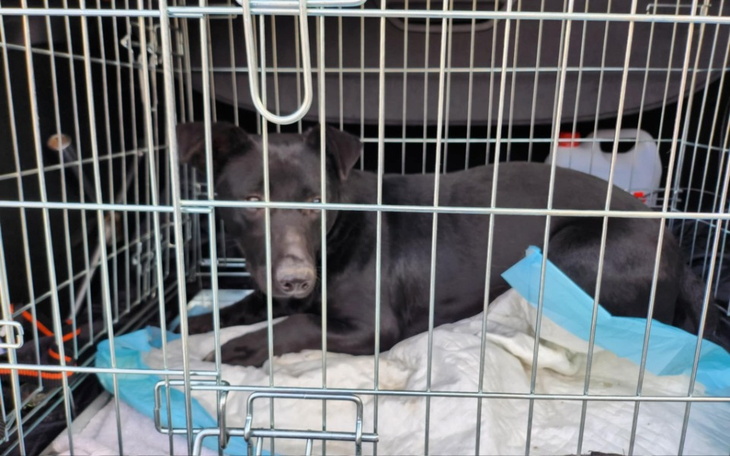 Czarny pies odpoczywający w klatce.