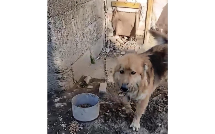 Pies w ogrodzie, stojący obok miski z jedzeniem.