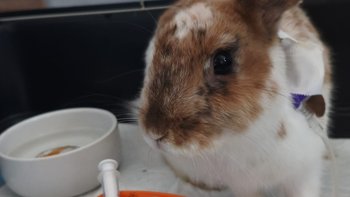 Zbiórka Walczy o życie... - miniaturka zdjęcia