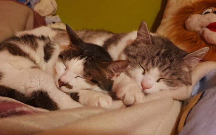 Zbiórka Arys i Świstak walczą o życie - zdjęcie główne