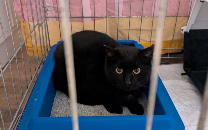 Czarny kot siedzący w kuwecie, z dużymi, niebieskimi oczami.