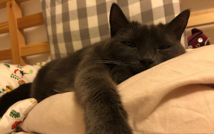 Zbiórka Leczenie kociego członka rodziny - zdjęcie główne