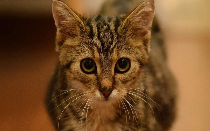 Zbiórka Mały Leoś walczy z chorobą - zdjęcie główne