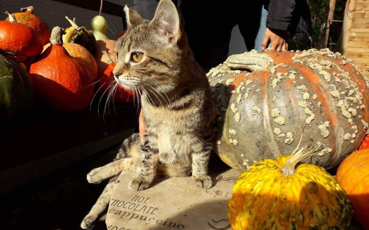 Zbiórka Opłacenie rehabilitacji Carmen - zdjęcie główne