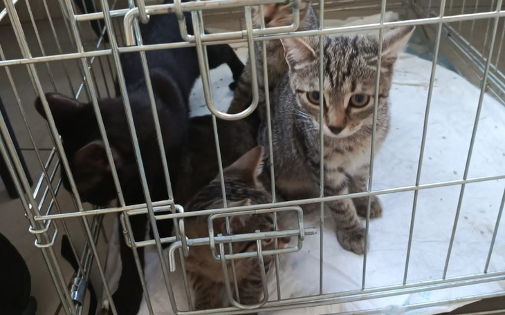 Koty w klatce, czekające na nowy dom.
