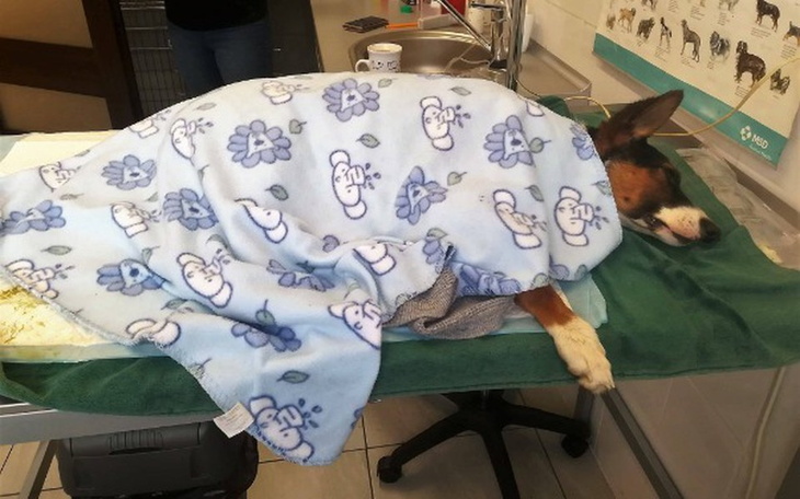 Zbiórka Operacja - Ratunek dla Papiego ! - zdjęcie główne