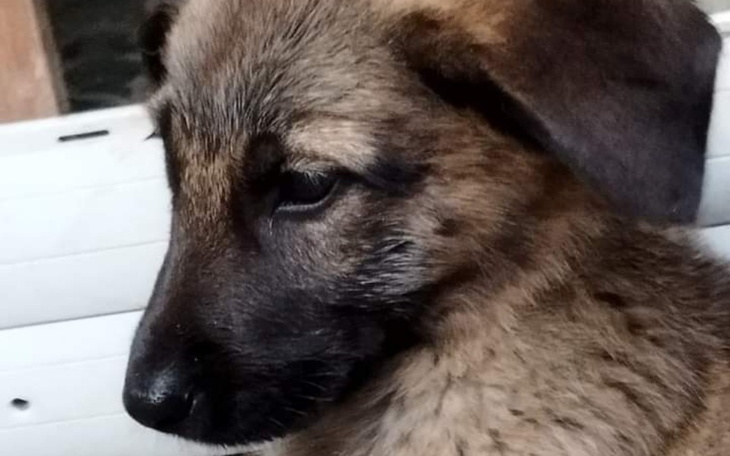 Szczeniak o brązowym futrze, patrzący w bok.