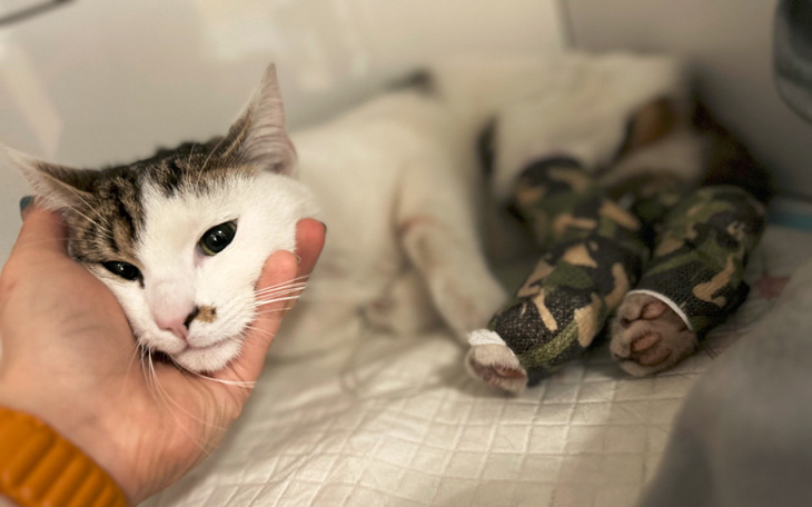 Zbiórka Zefir przegrał walkę o życie - zdjęcie główne