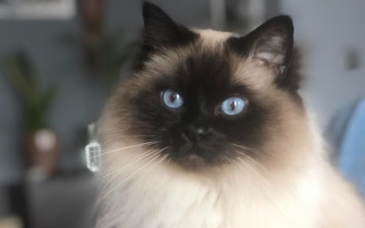 Zbiórka Dla mojego kota Lucjana - zdjęcie główne