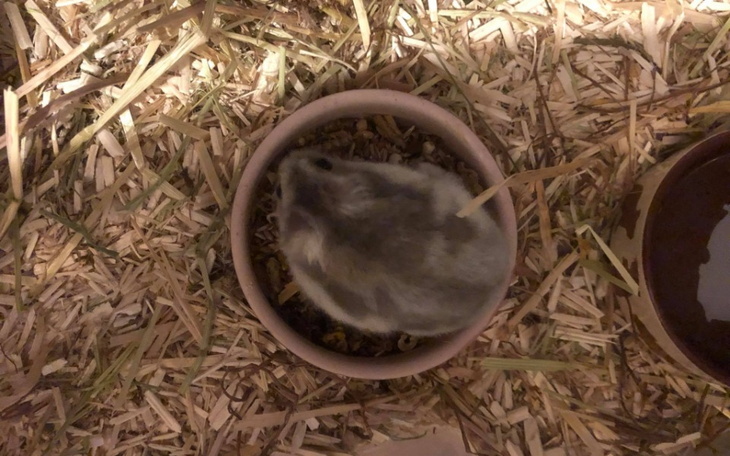 Zbiórka Chomiki, Tej - Grudzień - zdjęcie główne