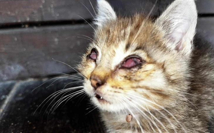 Kotek z zamkniętymi oczami, wyglądający na zmęczonego.