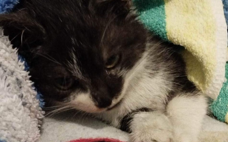 Zbiórka Leczenie małej kotki - zdjęcie główne