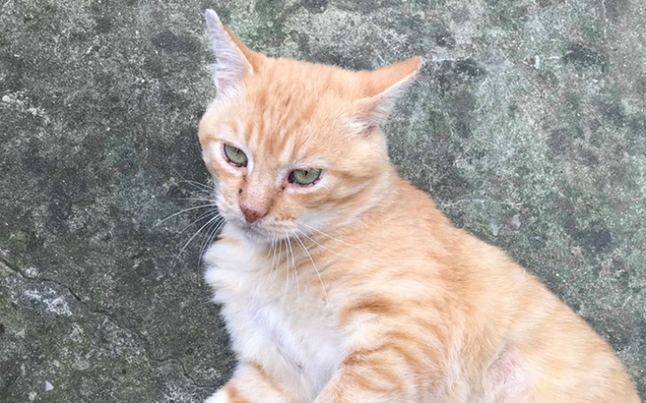 Zbiórka Kot z FIV (odporność/kastracja) - zdjęcie główne