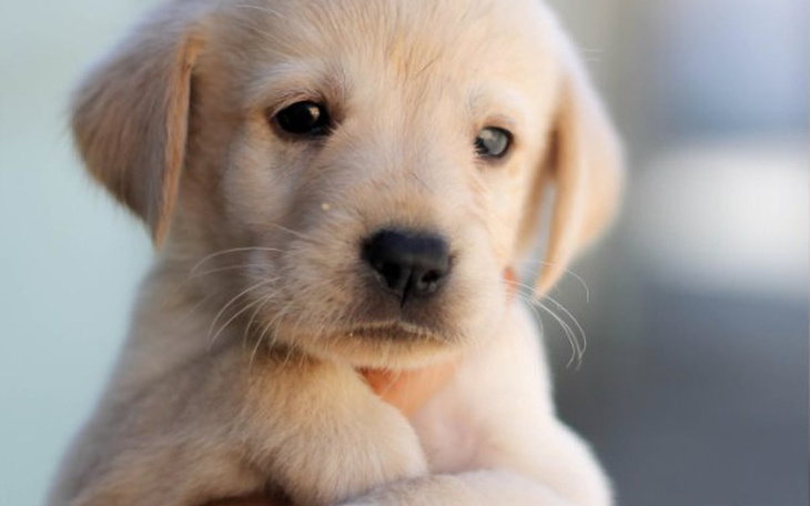 Zbiórka na pizze xD - zdjęcie główne