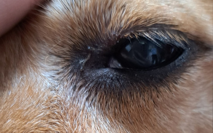 Zbiórka Na operacje biednej Eli - zdjęcie główne