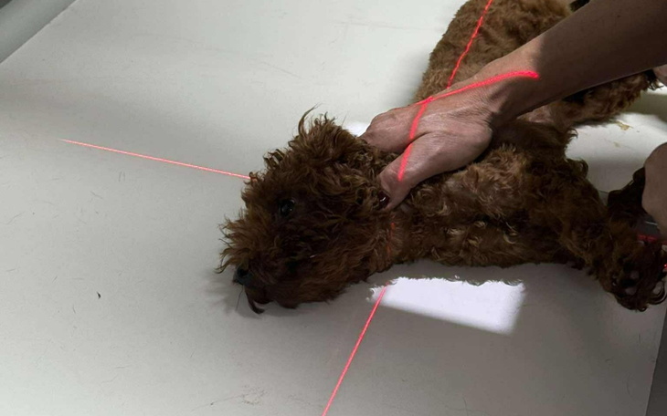 Pies na stole, na którym wyznaczono linie laserowe.