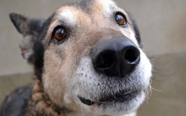 Zbiórka Lobo - oddany po 10 latach... - zdjęcie główne