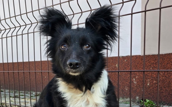 Czarny pies z charakterystycznymi uszami, siedzący przy ogrodzeniu.