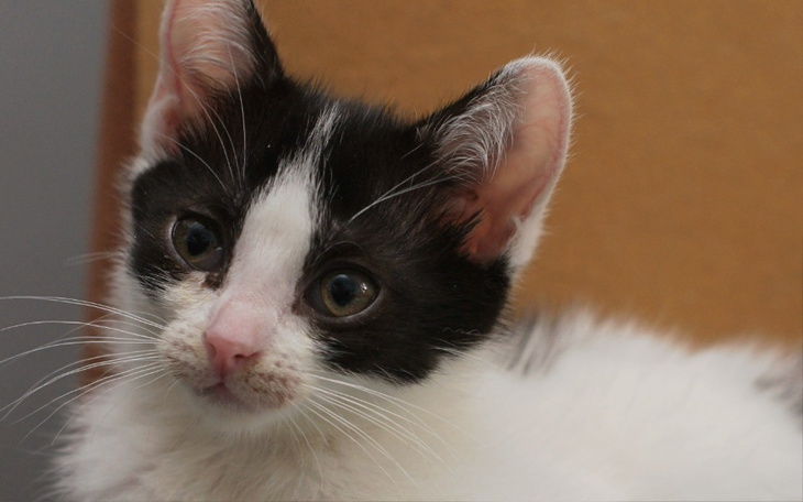 Zbiórka Transport po nowe życie. - zdjęcie główne