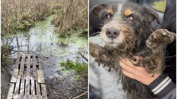 Zbiórka Pies topił się na bagnach - miniaturka zdjęcia