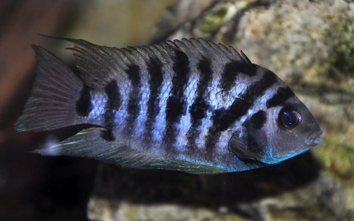 Zbiórka Rybki akwariowe - zdjęcie główne